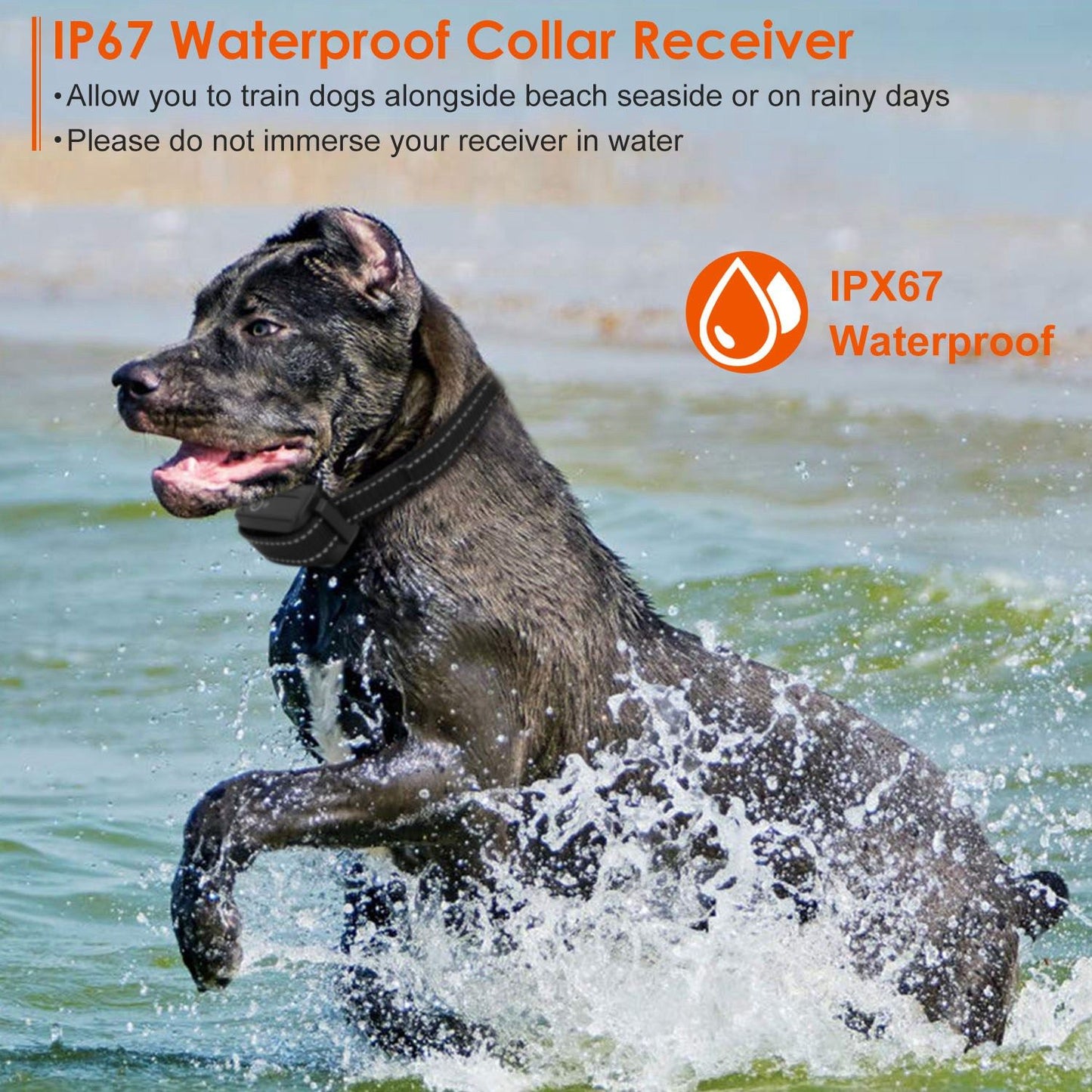 Black dog wearing an IP67 waterproof collar receiver, joyfully splashing through shallow water at the beach, perfect for training in rainy weather or by the seaside.