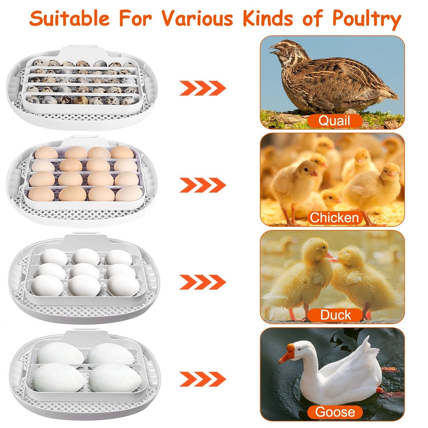 Image of multi-layer egg incubator showcasing trays for quail, chicken, duck, and goose eggs, labeled for suitability for various poultry types with arrows indicating egg placement.